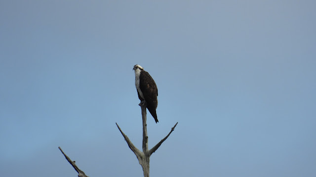 Fort Mose Historic State Park