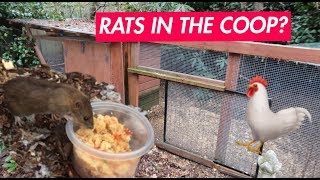 Signs of Rats in Chicken Coop