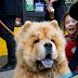 Unveiling the Charms of Chow Chow: A Regal Companion