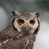 Materi Bahasa Inggris Kelas 7 SMP / MTs Tentang The Owl