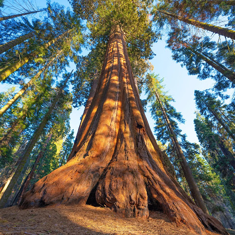 the largest tree in the world.