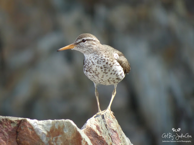 Shorebirds of Newfoundland