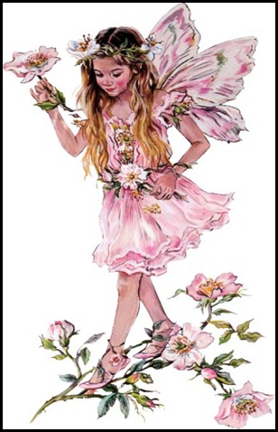 XBAlprHaworthBriarRoseFaerie