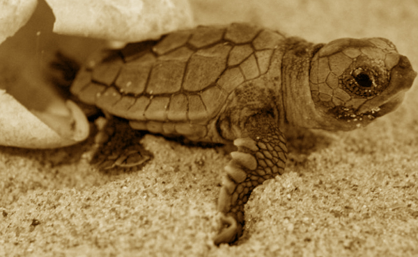 Tortues en Languedoc