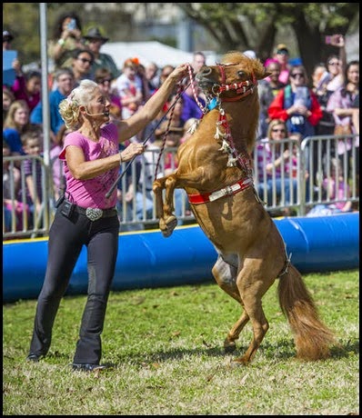 horse