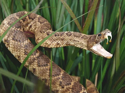 Snake with fangs open in grass