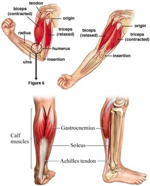 3 Cara Paling Mudah Ampuh dan Mujarab Menghilangkan Sakit Otot Setelah Latihan Fitness