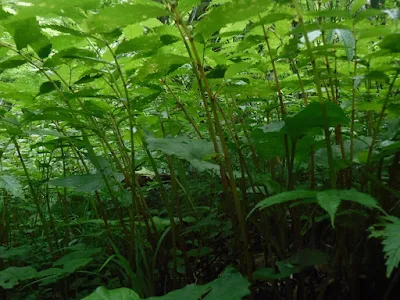 ウワバミソウの群生地