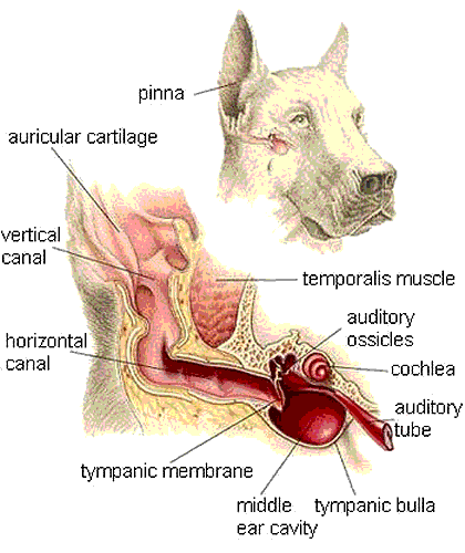 anatomia da orelha e ouvido dos cachorros
