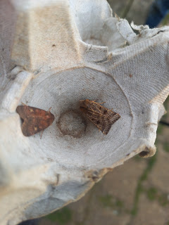 Lunar Underwing and Square-spot Rustic