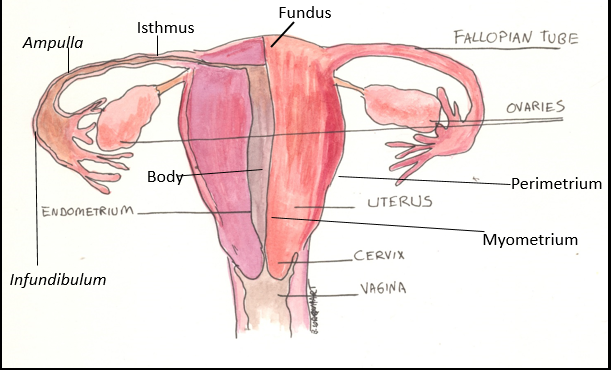 Female Reproductive System