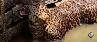 Dezenas de pessoas arriscam a vida para salvar um leopardo selvagem; Será que vão conseguir?