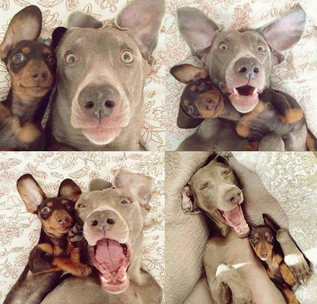 chiens-adorables