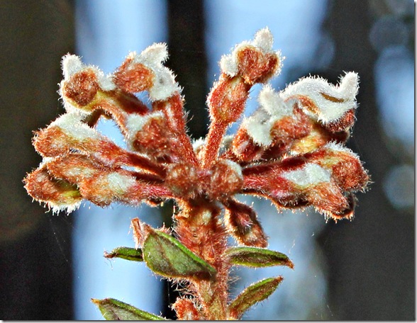 spider-flower-buds-copy