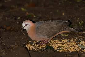 Paloma cara pálida (Aplopeia larvata)