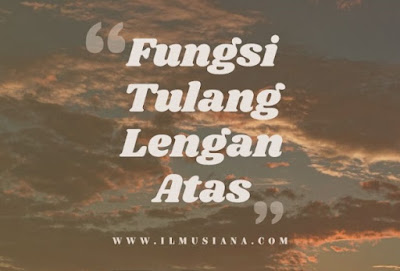  yang menyusun sistem rangka  penopang tubuh manusia 9+ Fungsi Tulang Lengan Atas (Gambar Lengkap)