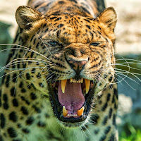 Leopard (Panthera pardus) Roar