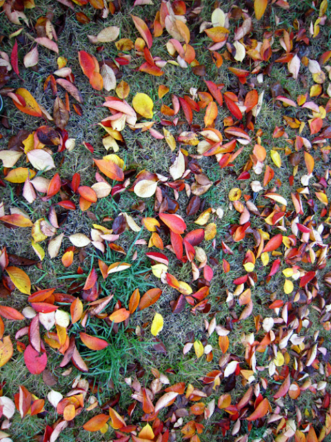 晩秋の落ち葉