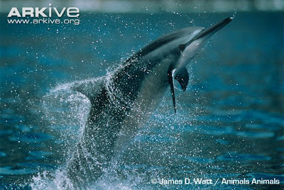 Delfín de pico largo Stenella longirostris