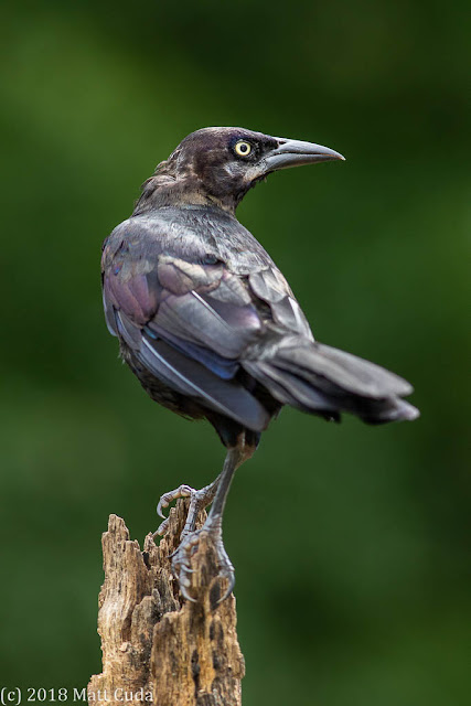 Common Grackle Canon EF 300mm f4 IS USM