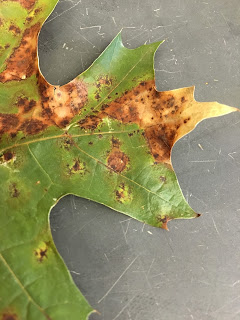 Close up of irregular brown spots on an oak leaf caused by a fungus