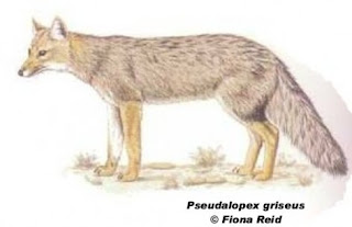 zorro de las pampas Pseudalopex gymnocercus