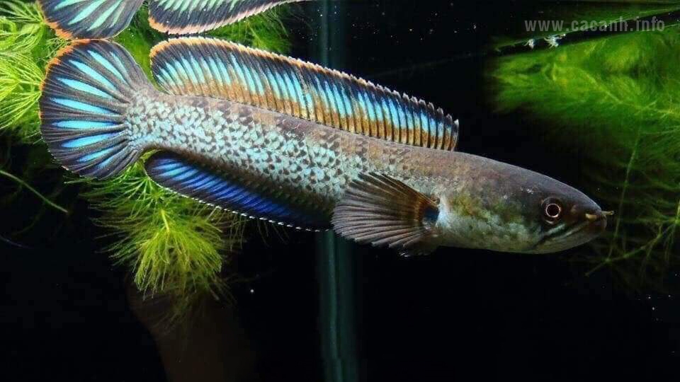 Nhận dạng cá lóc Channa Stewartii - Cá lóc kiểng muối tiêu vây xanh