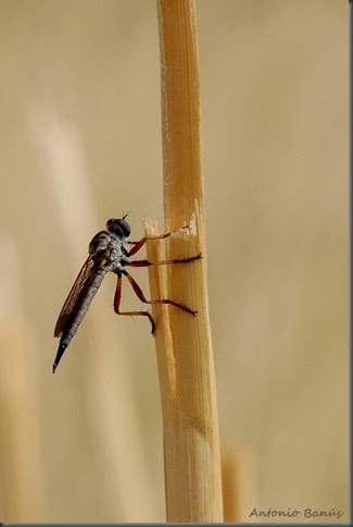 1 ASILIDAE_DSC3660X1
