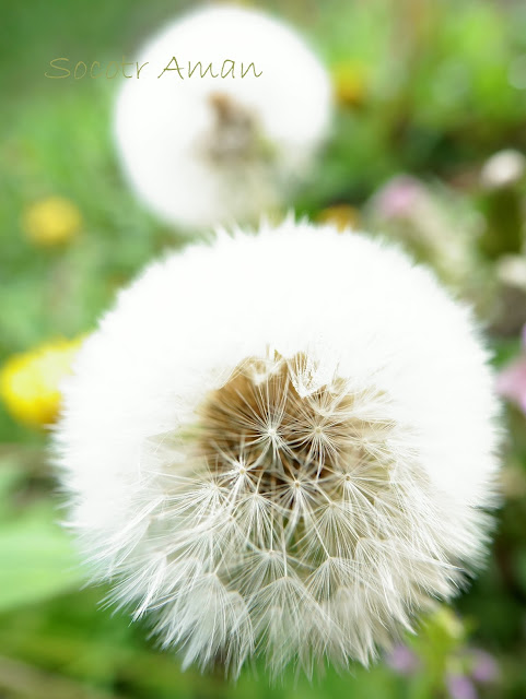 Taraxacum