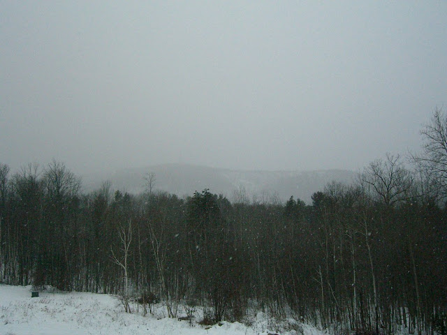 Snowing in a wooded area in New Hampshire.