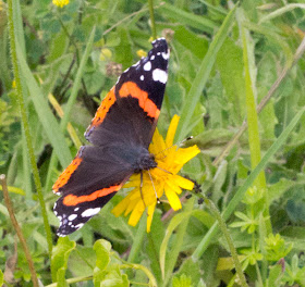 Red Admiral butterfly, Vanessa atalanta, on Orchid Bank.  Butterfly walk at High Elms Country Park, 14 July 2011.