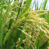 Métodos y usos agrícolas de la ingeniería genética aplicada al cultivo del arroz