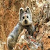 بالصور: رصد "الأرنب السحري" بعد اختفائه 20 عاماً   