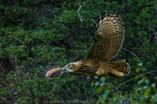 Wildlifefotografie Tierfotografie Nikon Uhu Junguhus