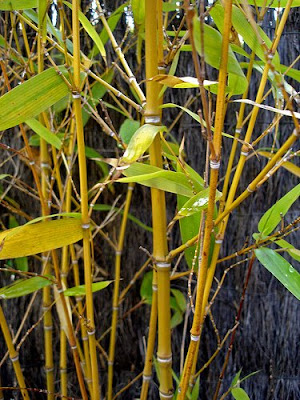 Видове бамбук - Phyllostachys aurea