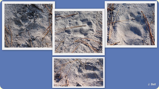 71 Okefenokee NWR 2012-139