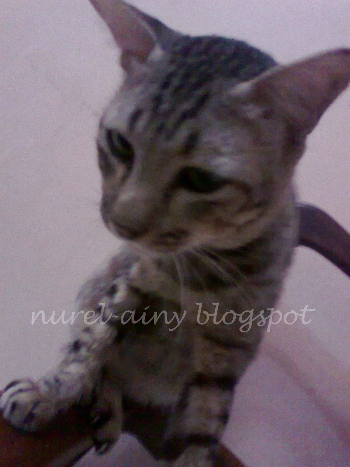 Nurel ainy: Kisah kucing ku yang nyanyuk