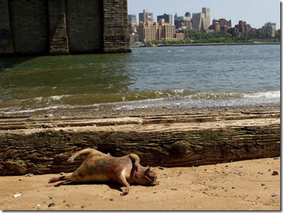 zoologist-helps-identify-the-manhattan-monster