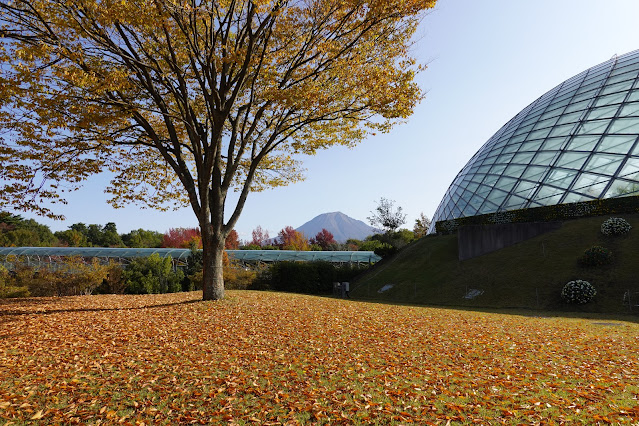 鳥取県西伯郡南部町鶴田　とっとり花回廊　秋の風景