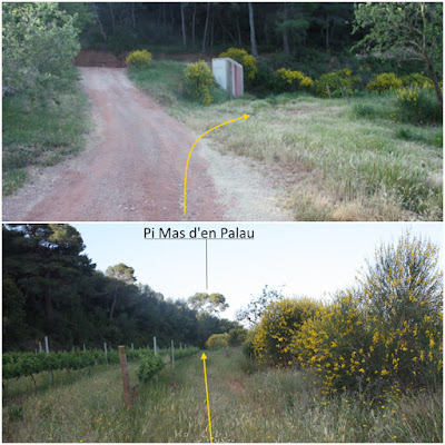 ARBRES SINGULARS A L'ALBÀ-AIGUAMÚRCIA-ALT CAMP, camí al Mas d'en Palau i al bosc del Mas d'en Palau