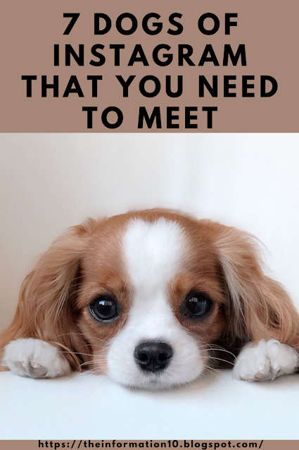 7 Dogs of Instagram that You Need to Meet