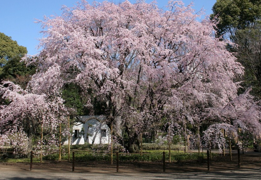 Shidarezakura (Bunga Sakura Menangis)