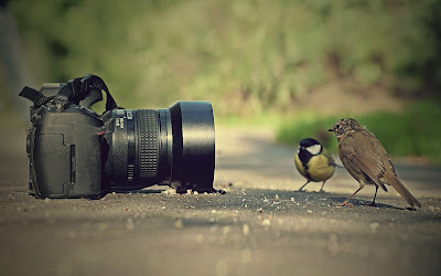 digital photography, best images, top pictures, learn photography, best photographer, digital camera, best animal wallpaper, bird wallpaper