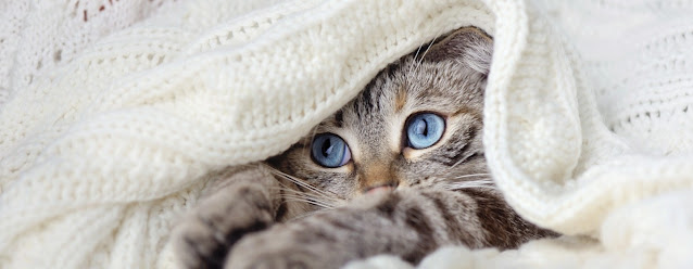 what is fip in cats