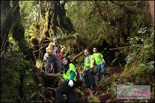 Mossy Forest - Gunung Irau