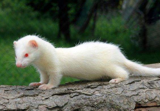 Ferret | A-Z List of 125 Rare Albino Animals [Pics]