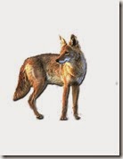 coyote