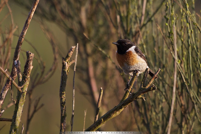 Roodborsttapuit - Stonechat - Saxicola torquata (ad m)