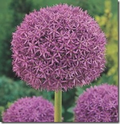 Allium_Globemaster