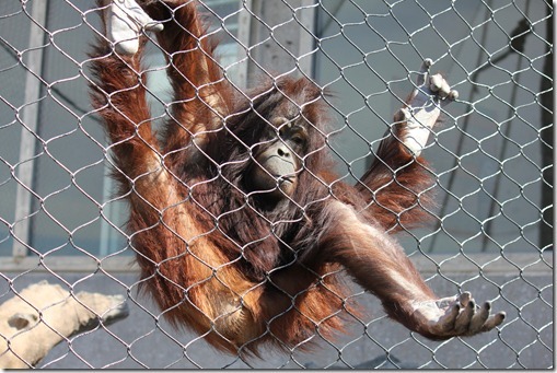 Zoo 649_thumb[1]